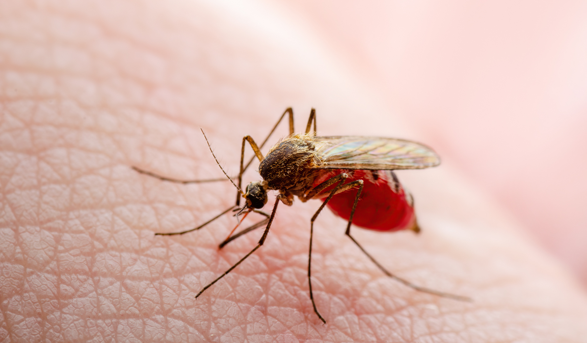 Understanding Malaria: Symptoms, Causes, Prevention, and Treatment