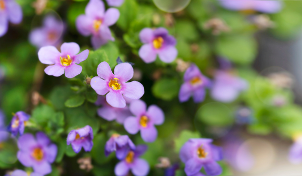Bacopa Health Benefits: Cognitive Support, ADHD Relief, and More