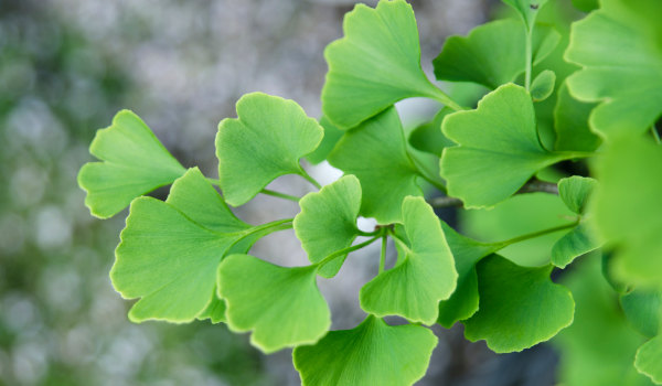 Ginkgo Biloba: 4 Remarkable Health Benefits and How to Use It Safely
