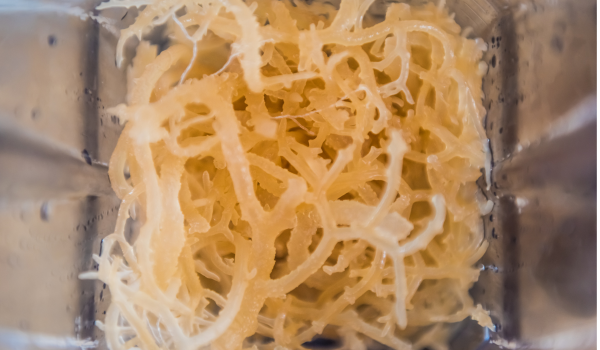 Sea Moss Gel: Superfood or Just Another Wellness Trend?