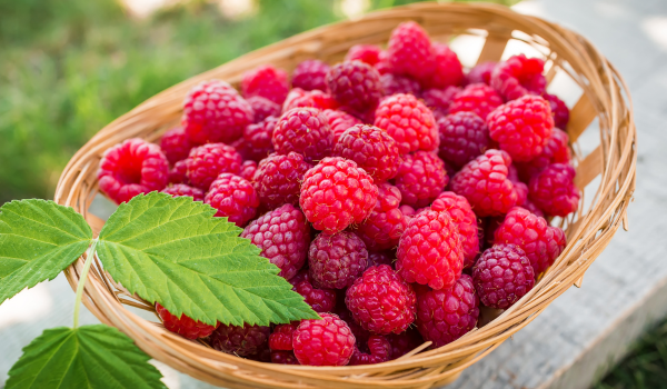 6 Health Benefits of Raspberries, Along With Nutrition and Safety Tips