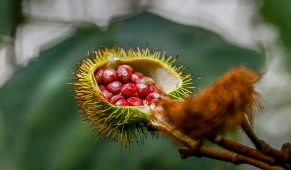Annatto (Bixa Orellana): Benefits, Uses, and Safety