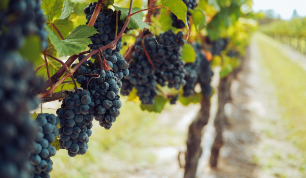 12 Health Benefits of Grapes, Plus Nutrition Facts and Tips