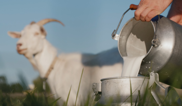Is Goat Milk Beneficial for Digestion? Here Are 5 Reasons to Include It in Your Diet