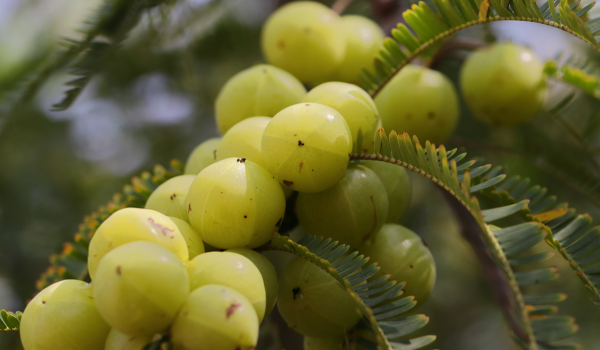 Amla (Indian Gooseberry): 5 Key Health Benefits and Nutritional Overview