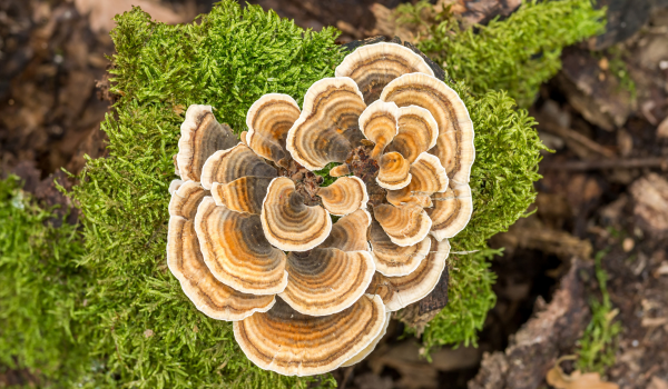 Turkey Tail Mushroom: Health Benefits and How to Use It
