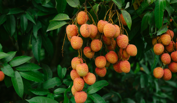Health Benefits Of Lychee Fruit, Explained