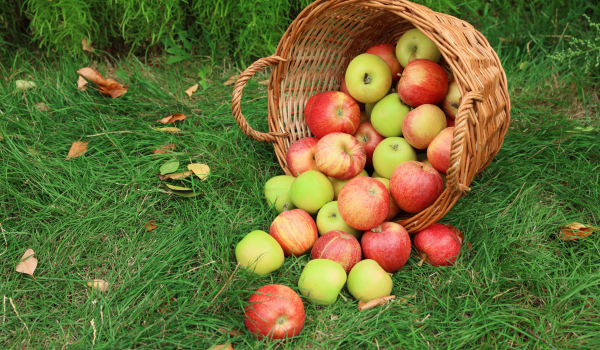 7 Healthiest Types Of Apples