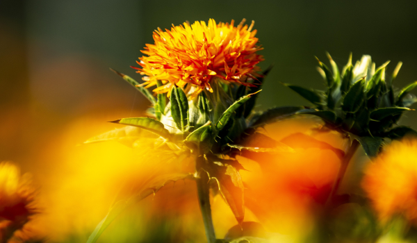 Health Benefits Of Safflower