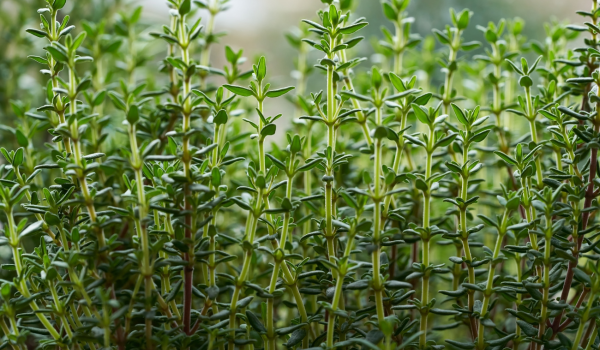 Potential Health Benefits Of Thyme