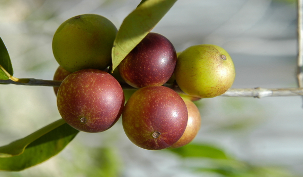 4 Health Benefits Of Camu Camu