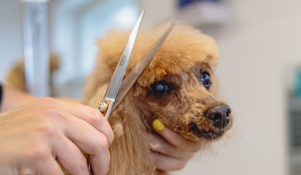At-Home Pet Grooming: 5 Essential Tips to Keep Your Pet Clean and Happy