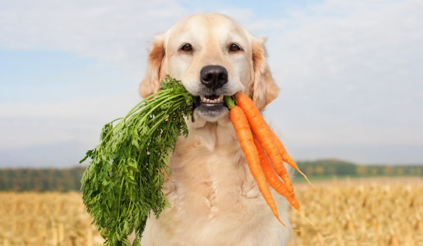 The Farmer’s Dog Review: Fresh, Personalized Dog Food Worth Barking About