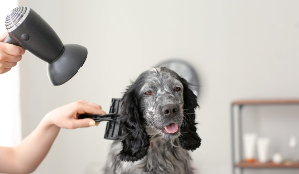How to Help Your Dog Get Used to a Dog Dryer