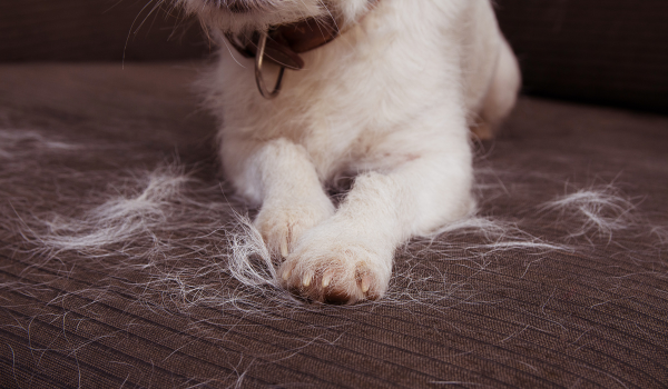 9 Best Pet Hair Removers to Try in 2025