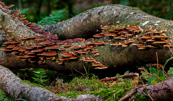 Top 10 Edible Mushrooms and Their Nutritional Benefits