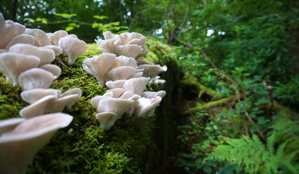 The Health Benefits of Oyster Mushrooms