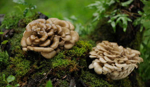 The Health Benefits of Maitake Mushrooms