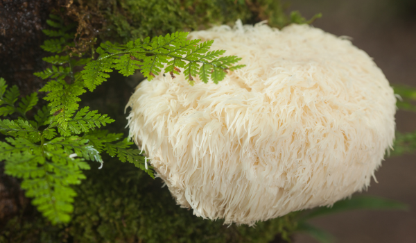 The Health Benefits of Lion’s Mane Mushrooms