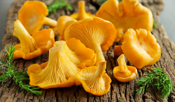 The Health Benefits of Chanterelle Mushrooms