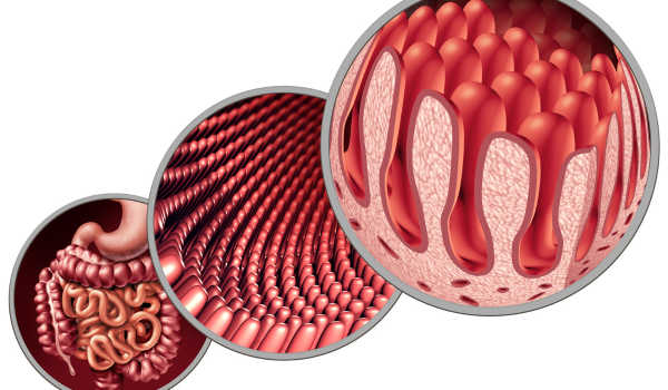The Vital Role of Villi in Digestion and Gut Health