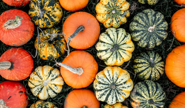 10 Healthiest Winter Squash Varieties Packed With Essential Vitamins
