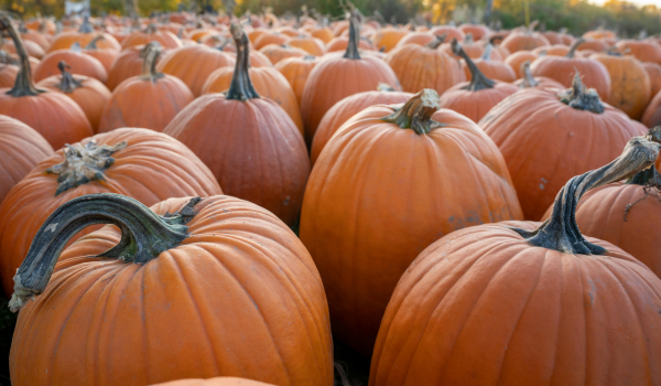 What Happens To Your Body When You Eat Pumpkin