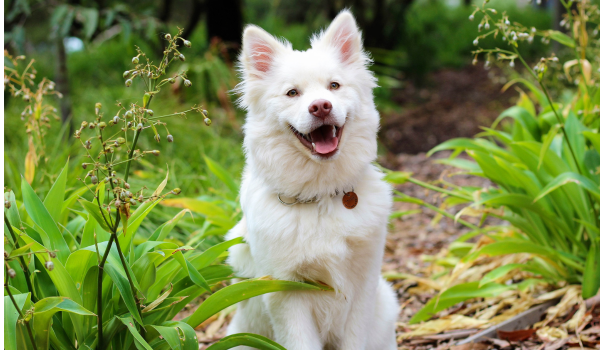 Dog Whistles for Training: How and When to Use Them Effectively