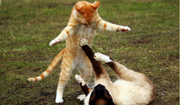 Understanding Cat Anal Gland Issues and How to Manage Them