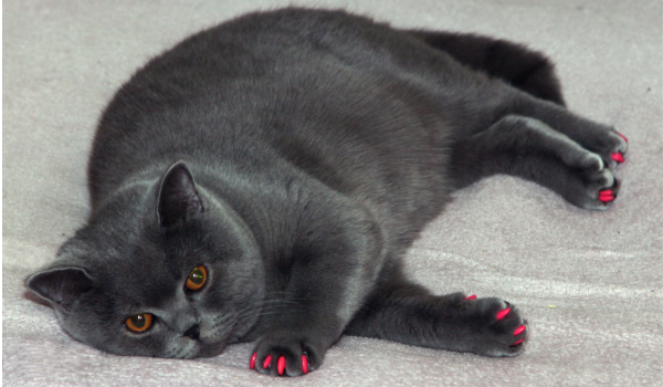 How to Trim Your Cat’s Nails: A Complete Guide for Cat Owners