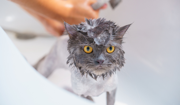 How to Bathe a Cat or Kitten Without Getting Scratched: A Complete Guide for Pet Owners