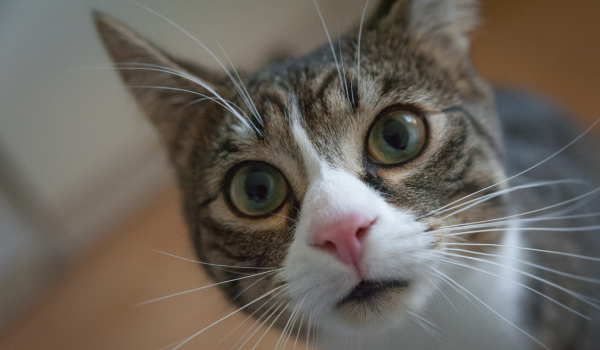 Cat Dandruff: Causes, Remedies, and How to Keep Your Cat’s Skin Flake-Free