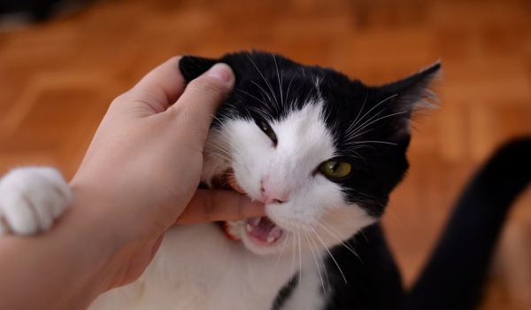 8 Easy and Effective Cat Training Tricks Your Pet Can Learn