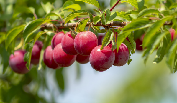 Can Dogs Eat Plums? What You Should Know About This Summer Fruit