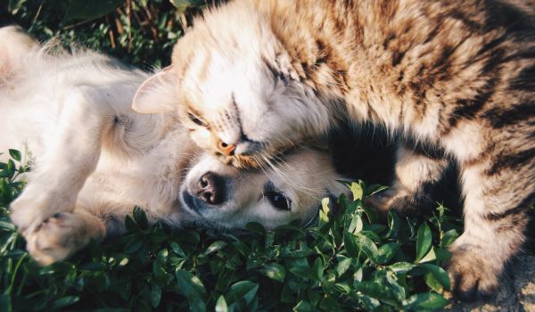 Can Cats Eat Dog Food? Understanding the Risks and Realities