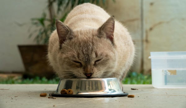Can Cats Eat Watermelon? What Pet Owners Need to Know About This Summer Fruit
