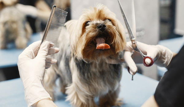 It’s Coat Blowing Season: How to Manage Heavy Dog Shedding Effectively