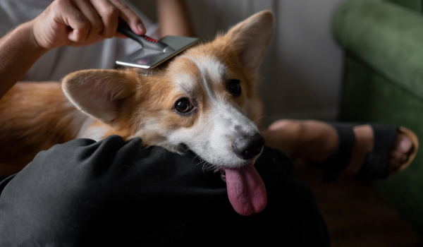 Understanding Dog Shedding: Causes and How to Manage It Effectively