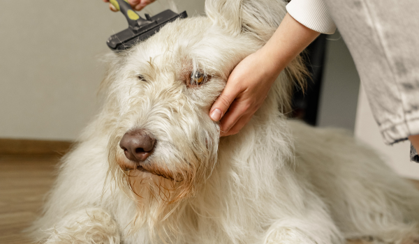 How Often Should You Wash Your Dog? A Practical Guide for Pet Owners