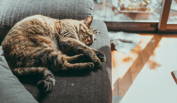Understanding and Managing Matted Cat Fur: Causes, Care, and Prevention