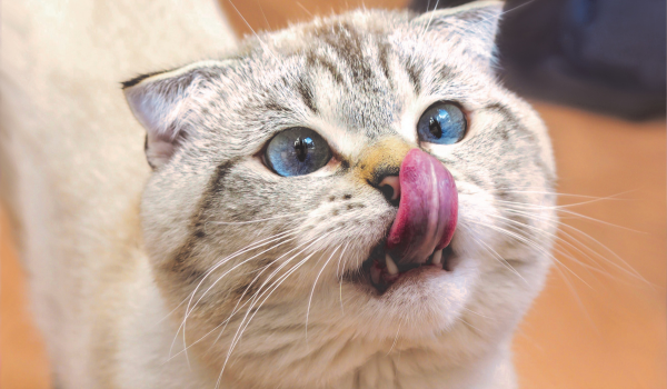 Understanding Cat Hairballs: Causes, Management, and When to Seek Help