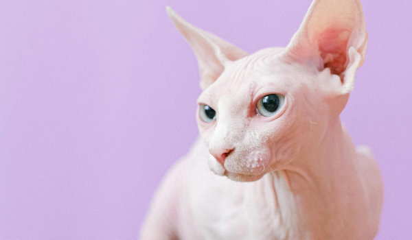 Sphynx Cat Breed Guide: Personality, Grooming Needs, and Care Tips
