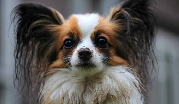 Papillon Dog Breed Guide: Personality, Care, and History
