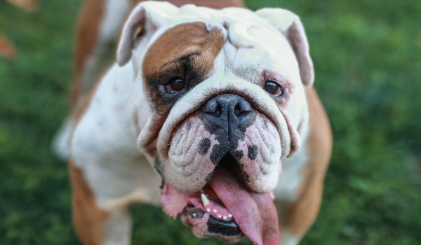 Bulldog: A Gentle Giant with a Tenacious Heart