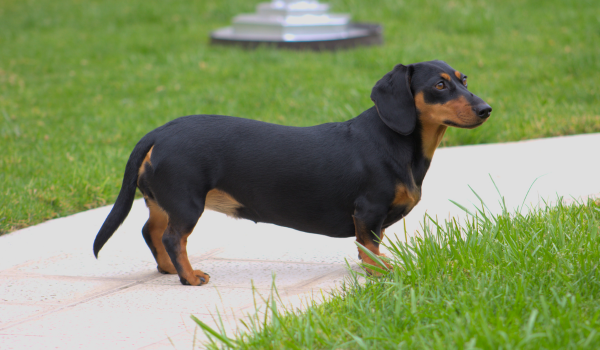 Dachshund: The Bold Little Hunter with a Big Personality