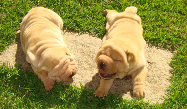 Shar-Pei: The Loyal and Wrinkled Guardian from China