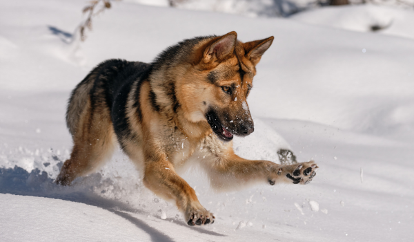 German Shepherd: The Intelligent and Loyal Protector