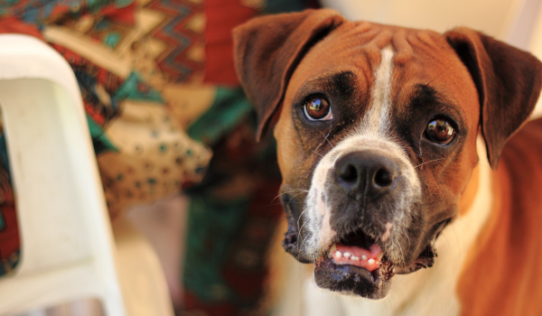 Boxer: The Energetic and Loyal Family Companion