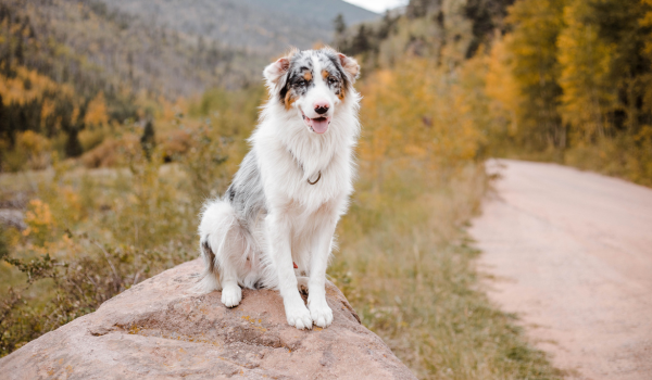 Australian Shepherd: The Energetic and Intelligent Herding Companion