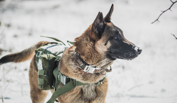Belgian Malinois: The Tireless Working Dog With Heart and Intelligence